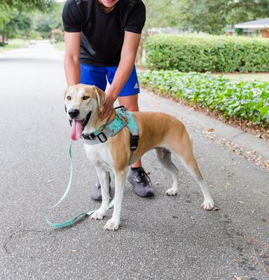 Show full view: Doggy Tales Patented Realtree Hart Dog Harness, Sea Glass, 50 slide 5 of 8