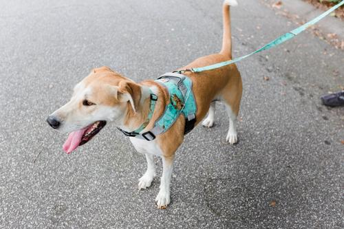 Show full view: Doggy Tales Patented Realtree Hart Dog Harness, Sea Glass, 50 slide 6 of 8