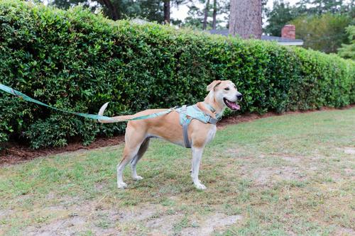 Show full view: Doggy Tales Patented Realtree Hart Dog Harness, Sea Glass, 60 slide 3 of 8