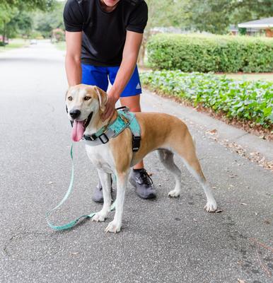 Show full view: Doggy Tales Patented Realtree Hart Dog Harness, Sea Glass, 60 slide 5 of 8