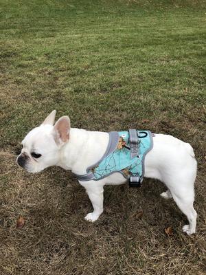 Show full view: Doggy Tales Patented Realtree Hart Dog Harness, Sea Glass, 60 slide 7 of 8