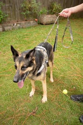 Show full view: Doggy Tales Patented Realtree Hart Dog Harness, Snow, 45 slide 5 of 7