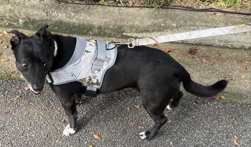 Show full view: Doggy Tales Patented Realtree Hart Dog Harness, Snow, 55 slide 5 of 7