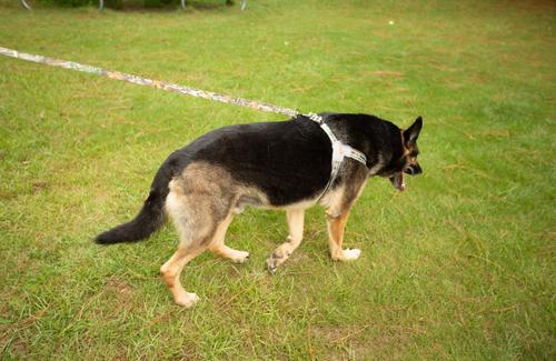 Show full view: Doggy Tales Realtree Step In V Dog Harness, Edge, X-Large slide 2 of 5