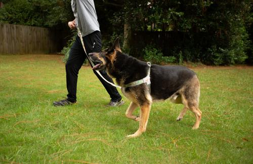 Show full view: Doggy Tales Realtree Step In V Dog Harness, Edge, X-Large slide 3 of 5