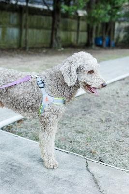 Show full view: Doggy Tales Step In V Dog Harness, Lime, Medium slide 2 of 3