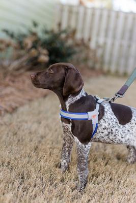 Show full view: Doggy Tales Step In V Dog Harness, Navy, X-Large slide 2 of 4