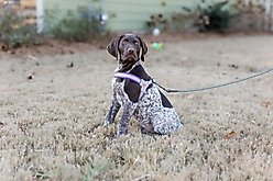Doggy Tales Step In V Dog Harness, Purple, Medium slide 2 of 4