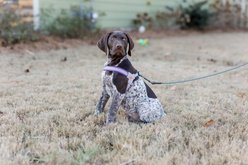 Doggy Tales Step In V Dog Harness, Purple, Small slide 2 of 4
