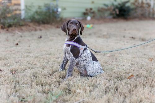 Show full view: Doggy Tales Step In V Dog Harness, Purple, Small slide 2 of 5