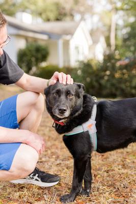 Show full view: Doggy Tales Step In V Dog Harness, Turquoise, Small slide 3 of 5