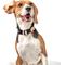 Show in main carousel: DOGISTRY x Fi Sweetheart 3+ Dog Collar Band, Large: 16 to 22-in neck, 1-in wide slide 2 of 4