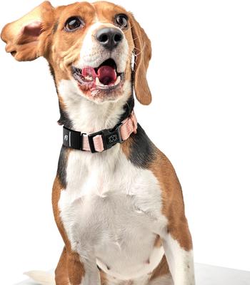 Show full view: DOGISTRY x Fi Sweetheart 3+ Dog Collar Band, Large: 16 to 22-in neck, 1-in wide slide 2 of 4