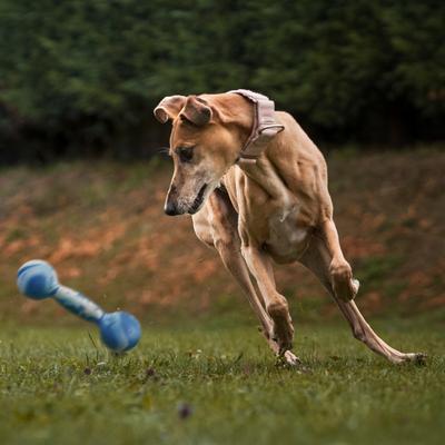 Show full view: Dogline Dumbbell Dog Water Toy, Blue, 7.5-in slide 8 of 8