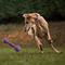 Show in main carousel: Dogline Dumbbell Dog Water Toy, Purple, 5.5-in slide 8 of 8