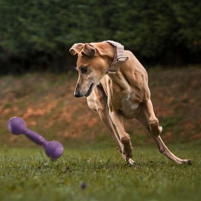 Show full view: Dogline Dumbbell Dog Water Toy, Purple, 5.5-in slide 8 of 8