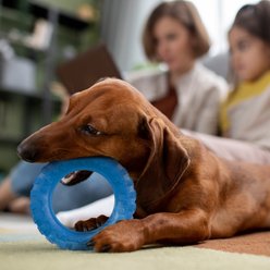 Dogline Tire Dog Water Toy, Blue, 6-in slide 2 of 8