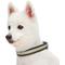 Show in main carousel: Dogs & Cats & Co. 3M Reflective Leather & Polyester Striped Genuine Dog Collar, Dark Olive, Large: 22-in neck, 1-in wide slide 3 of 7