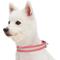 Show in main carousel: Dogs & Cats & Co. 3M Reflective Leather & Polyester Striped Genuine Dog Collar, Pink, Medium: 18-in neck, 1-in wide slide 4 of 8