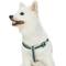 Show in main carousel: Dogs & Cats & Co. 3M Reflective Secure & Adjustable for Nighttime Visibility Dog Harness, Dark Green, Large: 26 to 39-in chest slide 1 of 6
