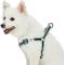 Show in main carousel: Dogs & Cats & Co. 3M Reflective Secure & Adjustable for Nighttime Visibility Dog Harness, Dark Green, Small: 16.5 to 21.5-in chest slide 2 of 6