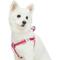 Show in main carousel: Dogs & Cats & Co. 3M Reflective Secure & Adjustable for Nighttime Visibility Dog Harness, Rosy Pink, Small: 16.5 to 21.5-in chest slide 1 of 7