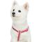 Show in main carousel: Dogs & Cats & Co. 3M Reflective Secure & Adjustable for Nighttime Visibility Dog Harness, Rosy Pink, Small: 16.5 to 21.5-in chest slide 3 of 7