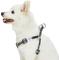 Show in main carousel: Dogs & Cats & Co. 3M Reflective Secure & Adjustable for Nighttime Visibility Dog Harness, True Black, Small: 16.5 to 21.5-in chest slide 3 of 7