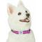 Show in main carousel: Dogs & Cats & Co. Contrast Striped Polyester Dog Collar, Rose Violet & Royal Blue, Small: 16-in neck, 5/8-in wide slide 2 of 6