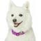 Show in main carousel: Dogs & Cats & Co. Contrast Striped Polyester Dog Collar, Rose Violet & Royal Blue, Small: 16-in neck, 5/8-in wide slide 3 of 6