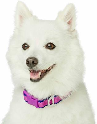 Show full view: Dogs & Cats & Co. Contrast Striped Polyester Dog Collar, Rose Violet & Royal Blue, Small: 16-in neck, 5/8-in wide slide 3 of 6