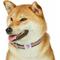 Show in main carousel: Dogs & Cats & Co. Contrast Striped Polyester Dog Collar, Tan & Navy, Medium: 20-in neck, 3/4-in wide slide 3 of 7