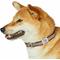 Show in main carousel: Dogs & Cats & Co. Contrast Striped Polyester Dog Collar, Tan & Navy, Medium: 20-in neck, 3/4-in wide slide 4 of 7