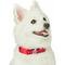 Show in main carousel: Dogs & Cats & Co. Contrast Striped Polyester Dog Collar, Tomato Red & Navy, Medium: 20-in neck, 3/4-in wide slide 3 of 7
