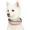 Show in main carousel: Dogs & Cats & Co. Daily Essential with Add-on Accessory Polyester Dog Collar, Grey/Coral, Medium: 20-in neck, 3/4-in wide slide 2 of 9
