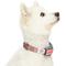 Show in main carousel: Dogs & Cats & Co. Daily Essential with Add-on Accessory Polyester Dog Collar, Grey/Coral, Small: 16-in neck, 5/8-in wide slide 4 of 10