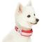 Show in main carousel: Dogs & Cats & Co. Daily Essential with Add-on Accessory Polyester Dog Collar, Red/Pink, Medium: 20-in neck, 3/4-in wide slide 4 of 10