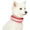 Show in main carousel: Dogs & Cats & Co. Daily Essential with Add-on Accessory Polyester Dog Collar, Red/Pink, Small: 16-in neck, 5/8-in wide slide 2 of 9