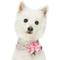 Show in main carousel: Dogs & Cats & Co. Floral with Pink Flower Accessory Polyester Dog Collar, Turquoise, Small: 16-in neck, 5/8-in wide slide 3 of 7