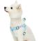 Show in main carousel: Dogs & Cats & Co. Heavy Duty Classic Solid Color Step-In Dog Harness, Aquamarine, Small: 16.5 to 21.5-in chest slide 1 of 8