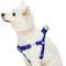 Show in main carousel: Dogs & Cats & Co. Heavy Duty Classic Solid Color Step-In Dog Harness, Electric Blue, Medium: 20 to 26-in chest slide 1 of 7