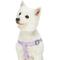 Show in main carousel: Dogs & Cats & Co. Heavy Duty Classic Solid Color Step-In Dog Harness, Lavender, Medium: 20 to 26-in chest slide 3 of 8