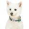 Show in main carousel: Dogs & Cats & Co. Polyester 3M Reflective Safety Dog Collar, Dark Green, Small: 16-in neck, 5/8-in wide slide 2 of 6