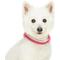Show in main carousel: Dogs & Cats & Co. Polyester 3M Reflective Safety Dog Collar, Rosy Pink, Small: 16-in neck, 5/8-in wide slide 3 of 7