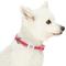 Show in main carousel: Dogs & Cats & Co. Polyester 3M Reflective Safety Dog Collar, Rosy Pink, Small: 16-in neck, 5/8-in wide slide 4 of 7