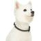 Show in main carousel: Dogs & Cats & Co. Polyester 3M Reflective Safety Dog Collar, True Black, Large: 26-in neck, 1-in wide slide 2 of 6