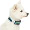 Show in main carousel: Dogs & Cats & Co. Polyester Stripes Soft Padded Multi-Use Cover Dog Collar, Navy/Green, Medium: 20-in neck, 3/4-in wide slide 3 of 8