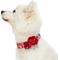 Show in main carousel: Dogs & Cats & Co. Poppy Flower with Red Flower Accessory Polyester Dog Collar, Light Grey, Large: 26-in neck, 1-in wide slide 2 of 8