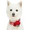 Show in main carousel: Dogs & Cats & Co. Poppy Flower with Red Flower Accessory Polyester Dog Collar, Light Grey, Small: 16-in neck, 5/8-in wide slide 3 of 8