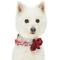 Show in main carousel: Dogs & Cats & Co. Poppy Flower with Red Flower Accessory Polyester Dog Collar, Turquoise, Medium: 20-in neck, 3/4-in wide slide 2 of 7